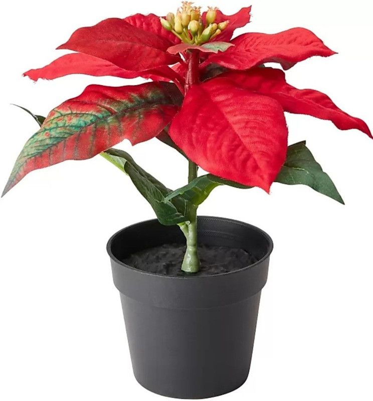 ROYAL NURSERY Poinsettia Plant  (Hybrid, Pack of 1)