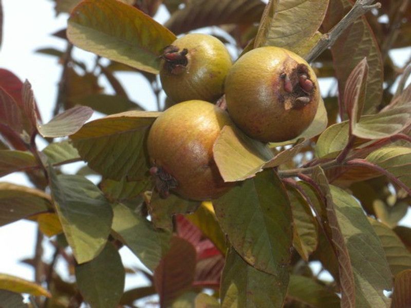MODERN PLANT Guava Plant  (Pack of 1)