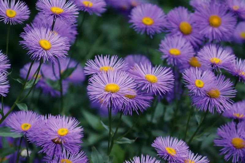 Nodoc Aster flower Seed  (25 per packet)
