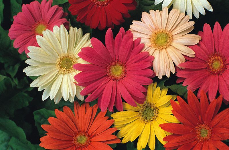 XOLDA Gerbera Mixed Seed  (11 per packet)
