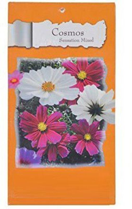 CYBEXIS COSMOS-SENSATION-MIXED-Flower Seeds Seed  (25 per packet)