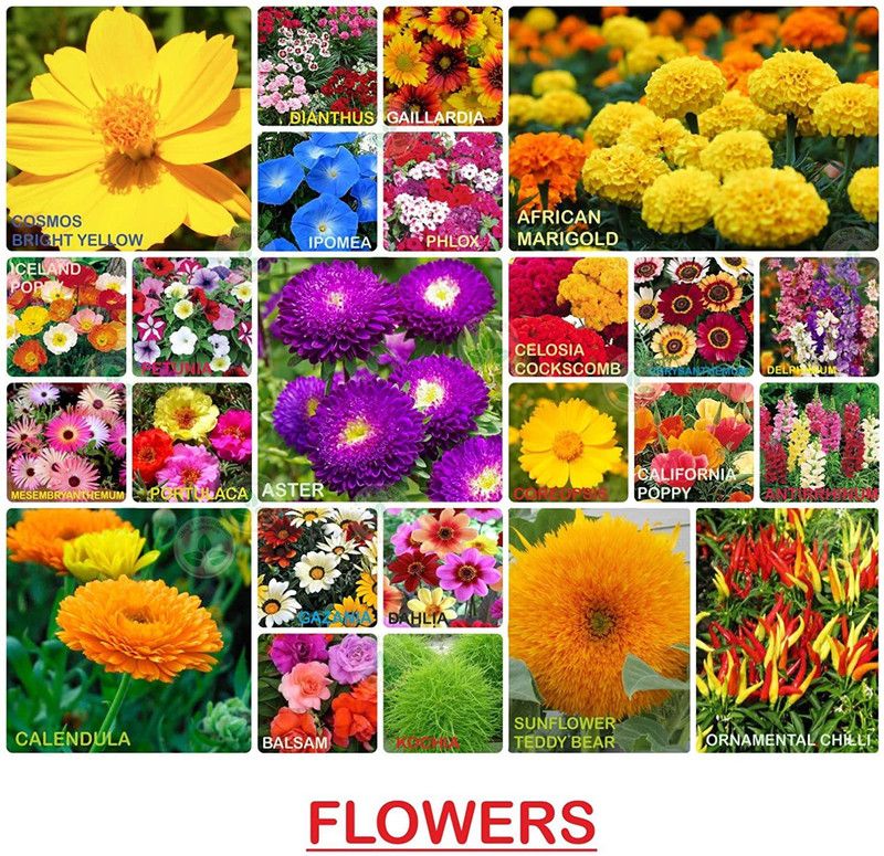 VibeX 25-Varieties-Grow Your Own Flower Seeds Combo Seed  (875 per packet)