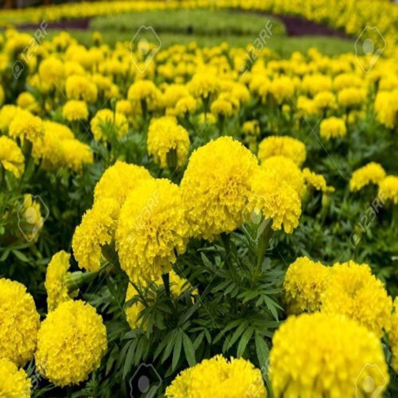 KANAYA Marigold French Flower Seed  (20 per packet)