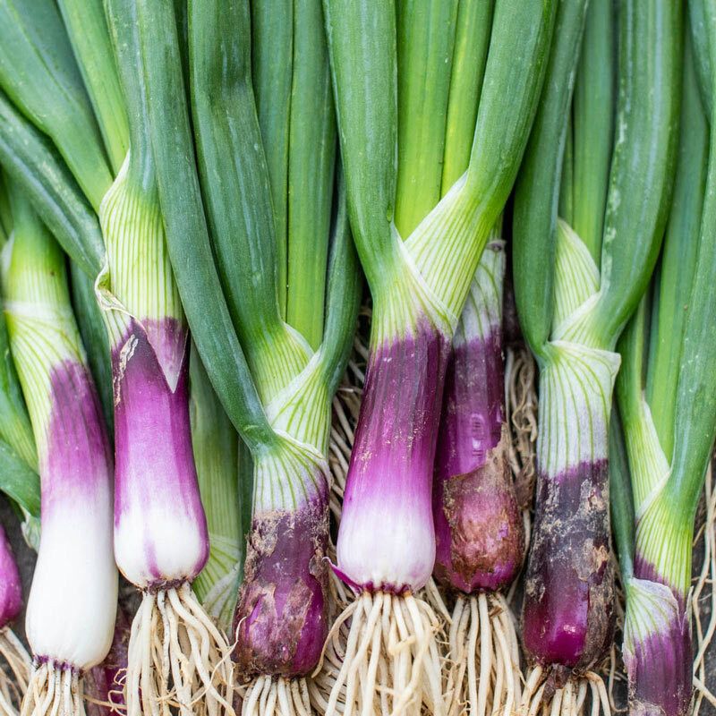 Nodoc Organic bunching onion Seed  (39 per packet)