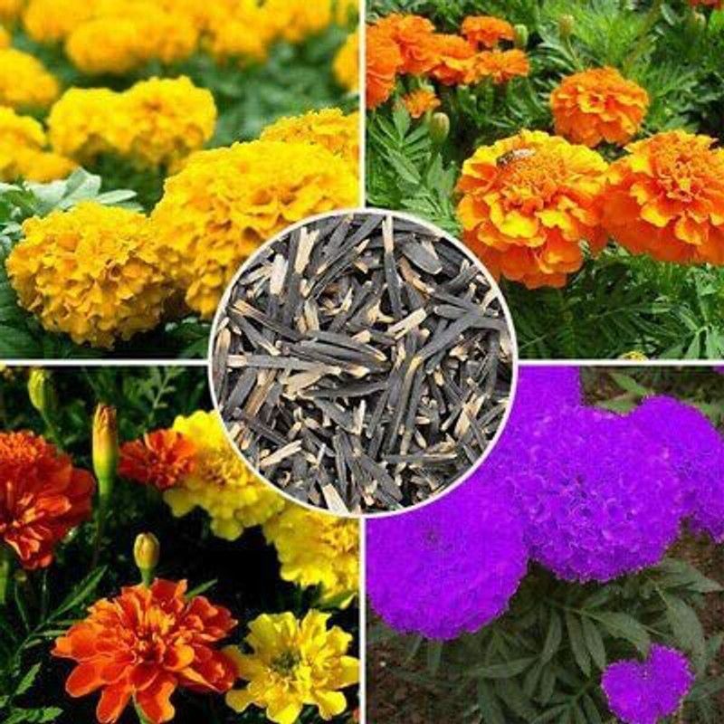 WILLVINE XLL-13 Mixed Marigold Seeds Seed  (1000 per packet)