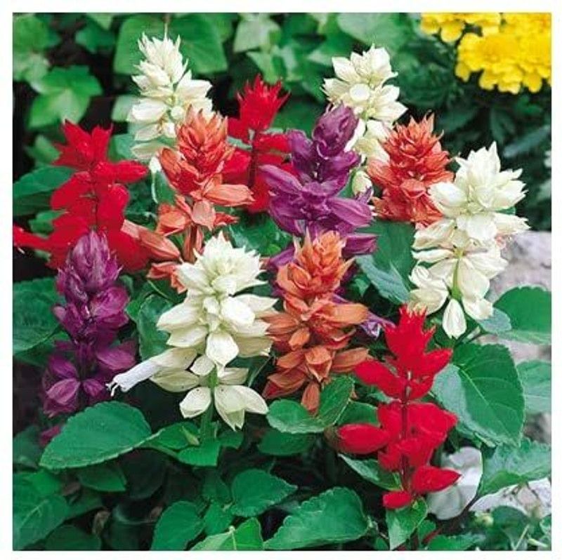 Nodoc Salvia flower Seed  (39 per packet)