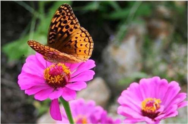 CYBEXIS Hybrid Calendula Officinalis Fiesta Gitana Superior Mix Seeds Seed  (50 per packet)