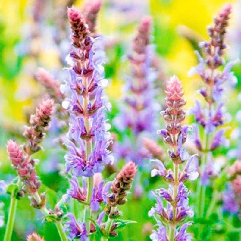 KANAYA Salvia Blue Seed  (25 per packet)