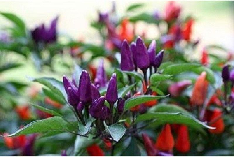 Qualtivate ™ Ornamental Chilli Seeds Seed  (1000 per packet)