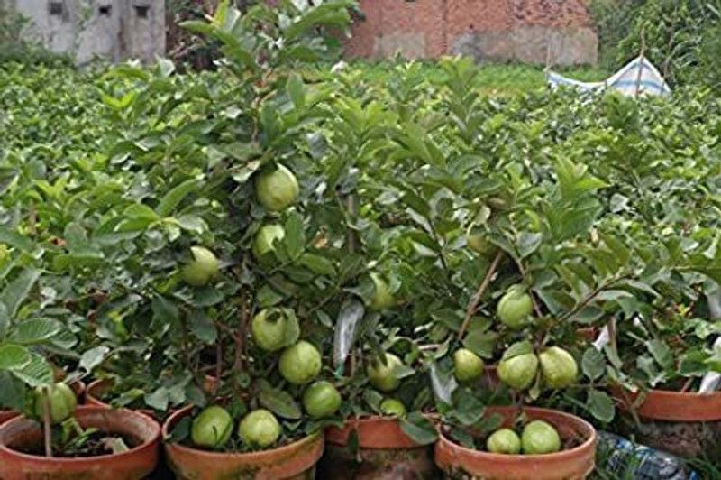 Daffodils Guava Plant  (Hybrid, Pack of 1)