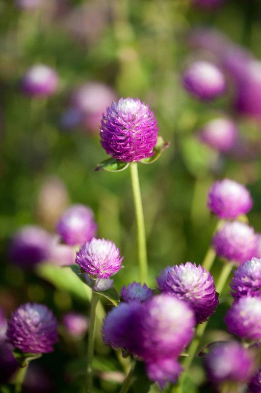 Paudha Gomphrena Purple Seed  (28 per packet)