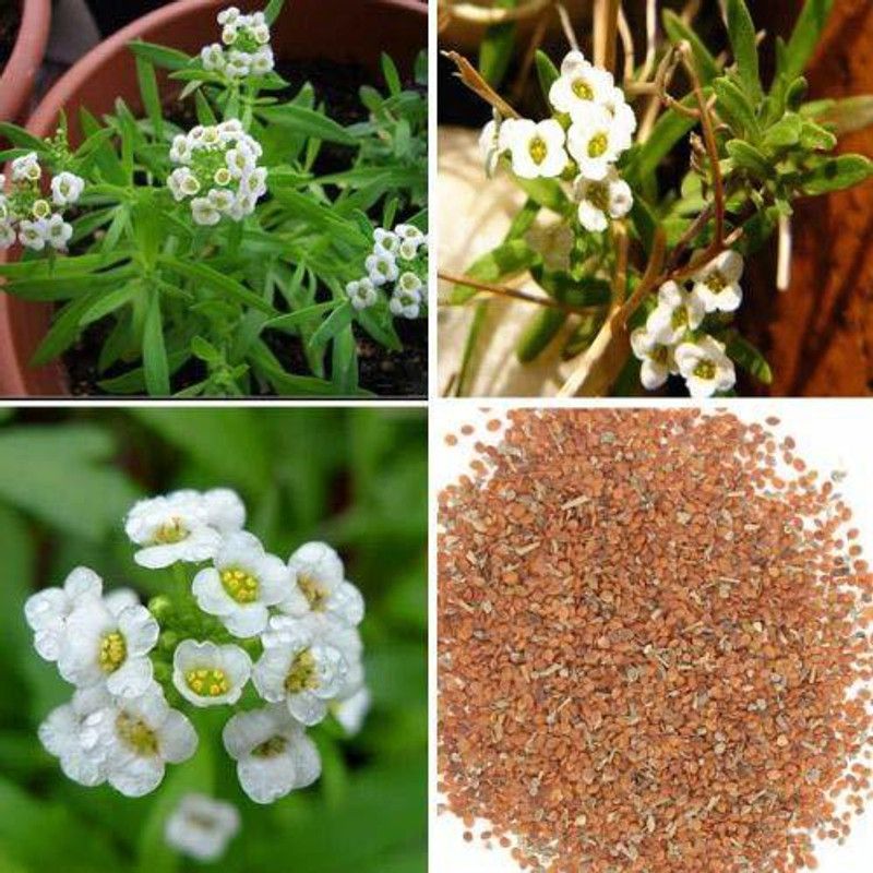 CYBEXIS Alyssum Royal Carpet Seed  (50 per packet)