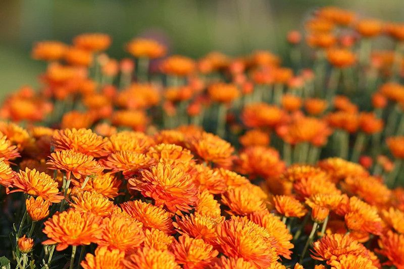 CYBEXIS Calendula- Dwarf Dbl Mixed Flower Seeds For Rainy Season Seasonal Seed  (50 per packet)