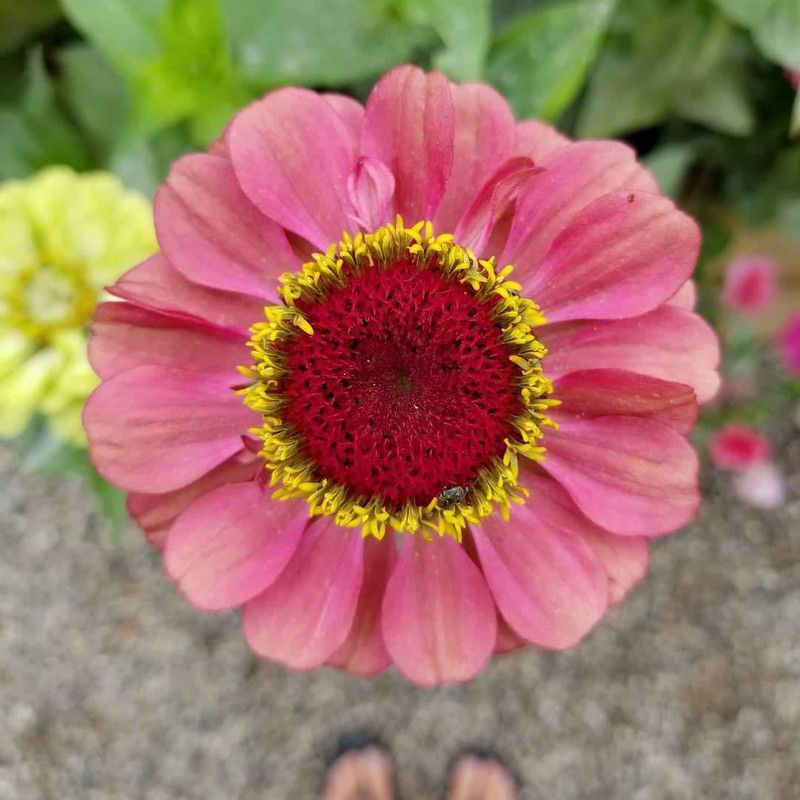 CYBEXIS Rare Mix Zinnia Flower Indoor Plant Seeds Seed  (25 per packet)