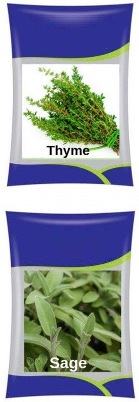 VibeX Thyme & Sage Seed  (70 per packet)