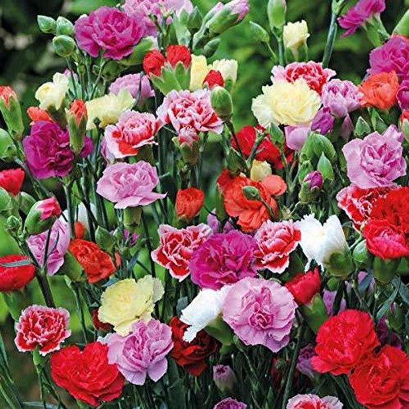 CYBEXIS Carnation mix winter flower seeds Seed  (1 g)
