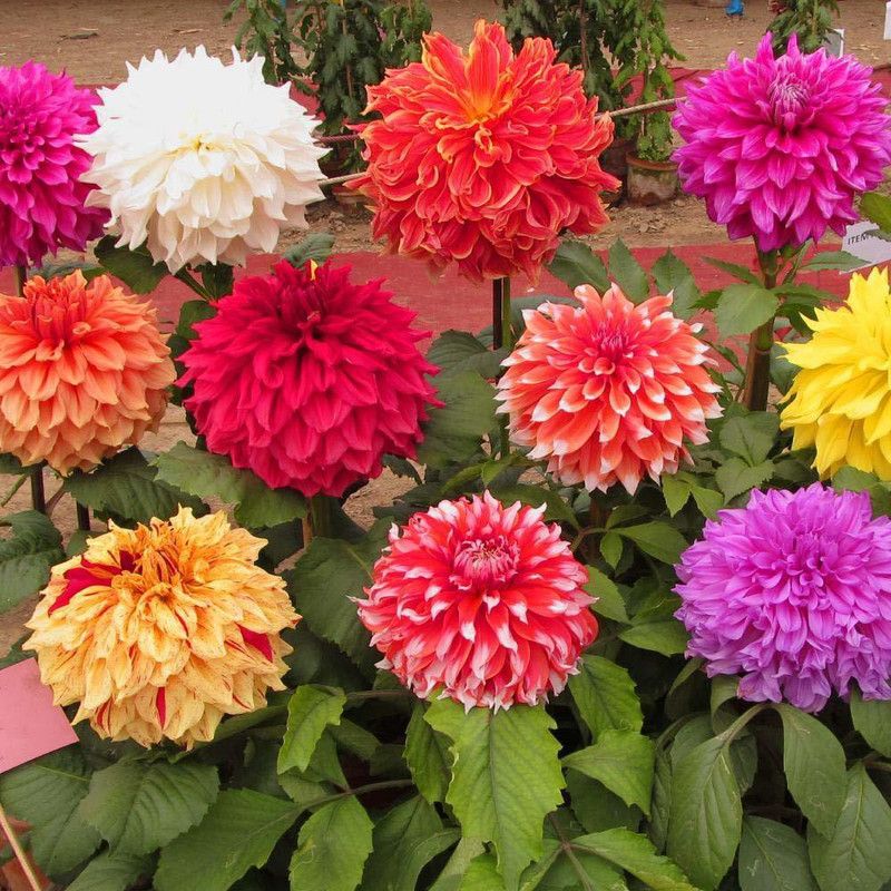GREENZ Dahlia Seed  (110 per packet)