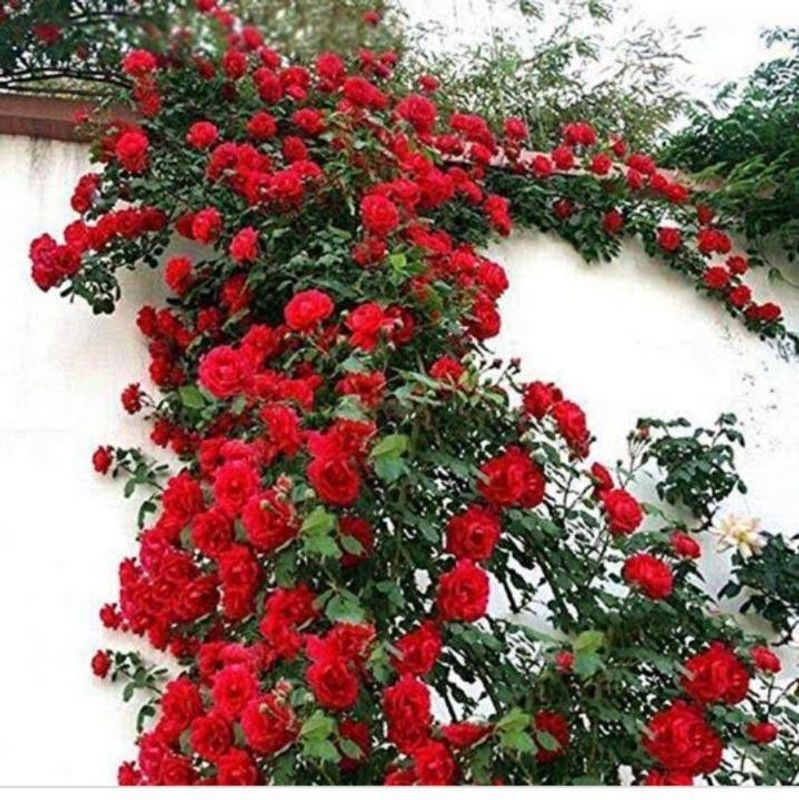 Blue Universe Rose Plant  (Pack of 1)