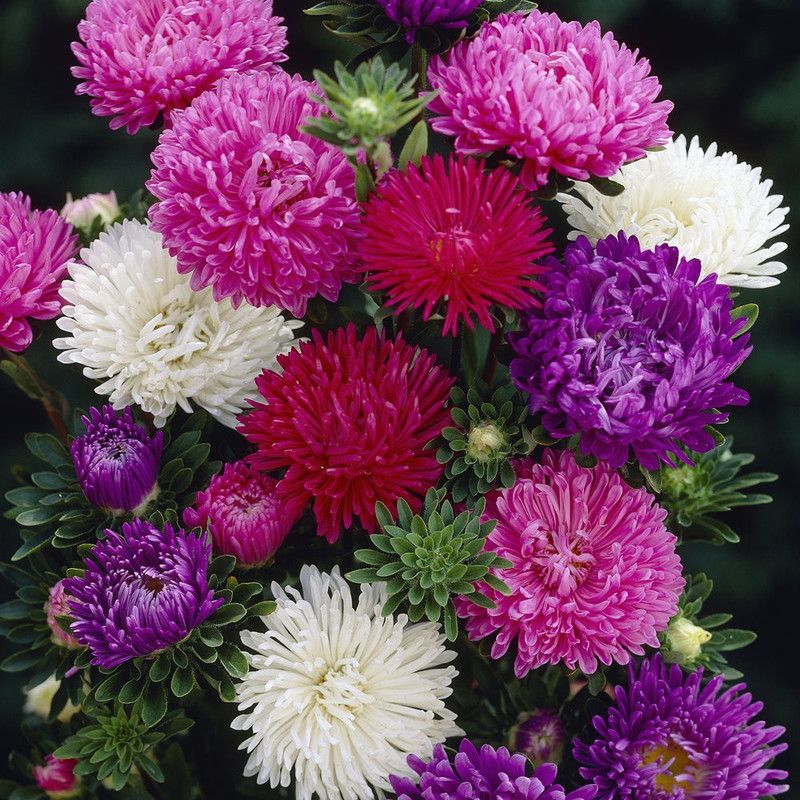 CYBEXIS Aster Crego Mix, Hybrid Seed  (1 g)