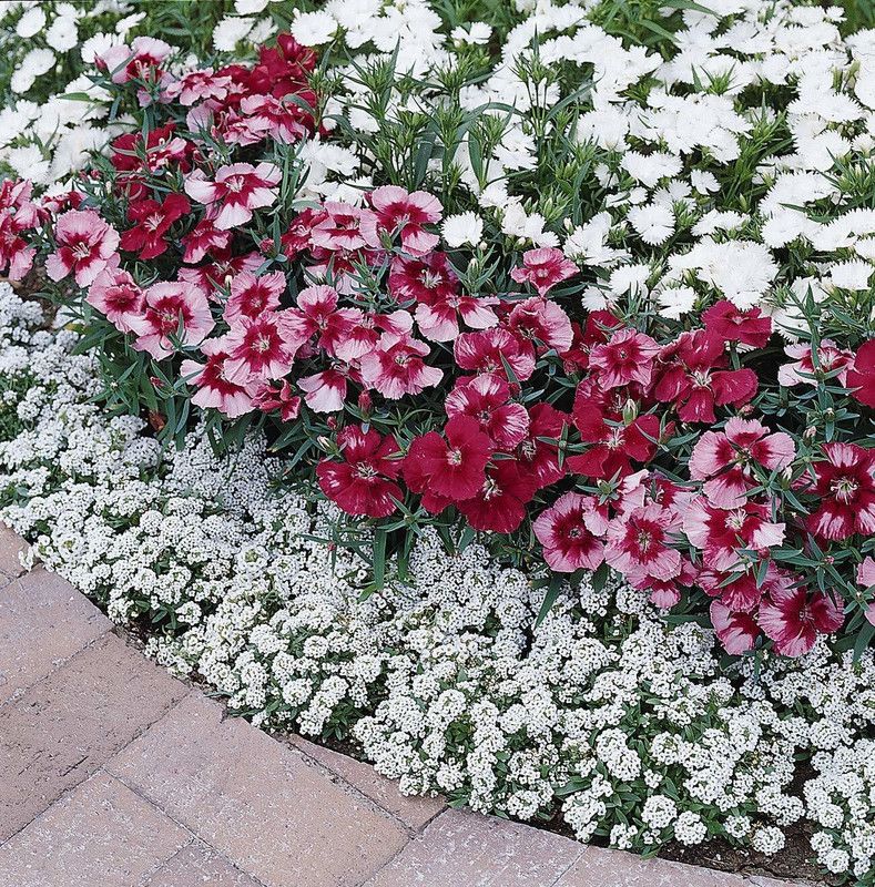 JRYU Dianthus Sweet William Mix Flower Seeds For Kitchen Gaedening Seed  (120 per packet)