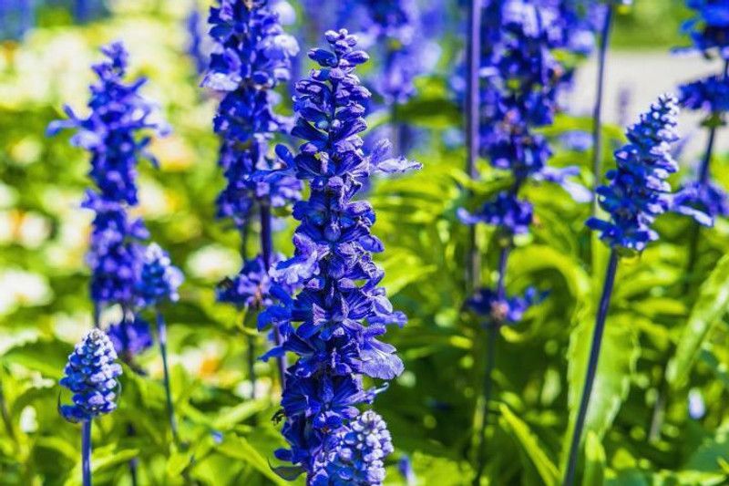 Mozette Exotic larkspur Seed  (45 per packet)