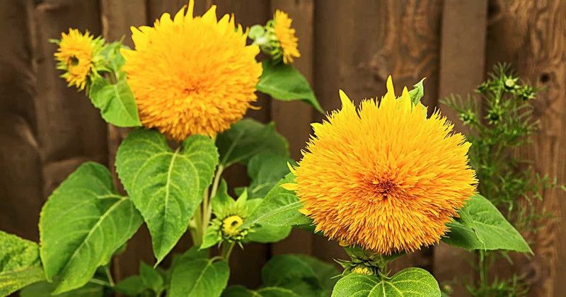 XOLDA S.F Teddy Flower Seed  (25 per packet)