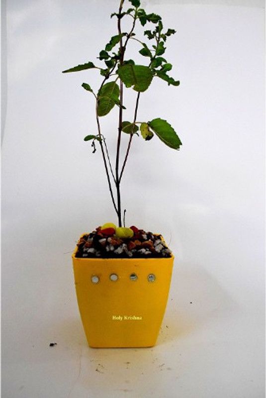 Artful Creature Tulsi Plant  (Hybrid, Pack of 1)