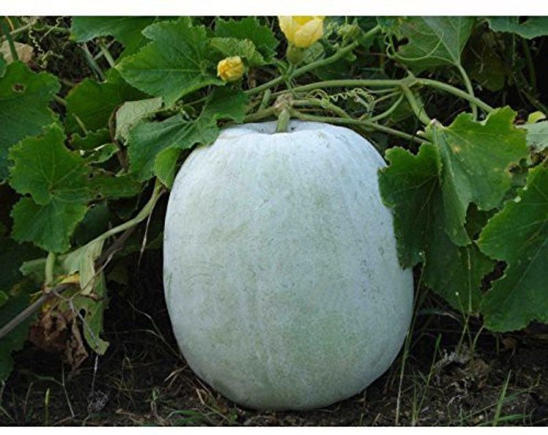 Aywal Ash Gourd Hybrid Seed  (46 per packet)