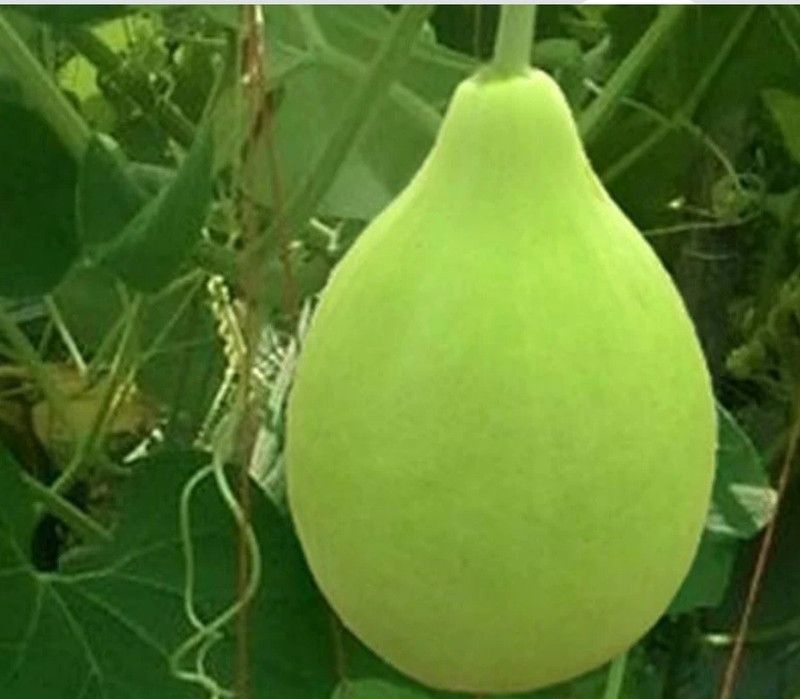 UGRA Indian Bottle gourd round Seed  (250 per packet)