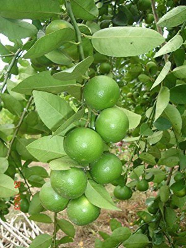 MiracleGarden Lemon Plant  (Hybrid, Pack of 1)