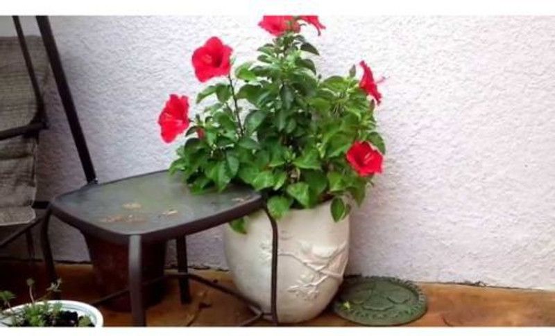 Artful Creature Hibiscus Plant  (Hybrid, Pack of 1)