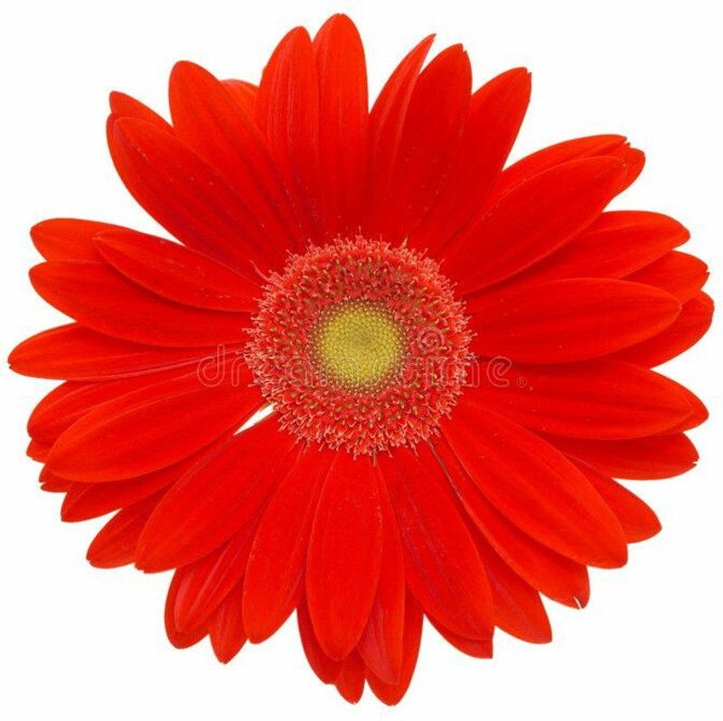 Mozette Exotic daisy red Seed  (22 per packet)