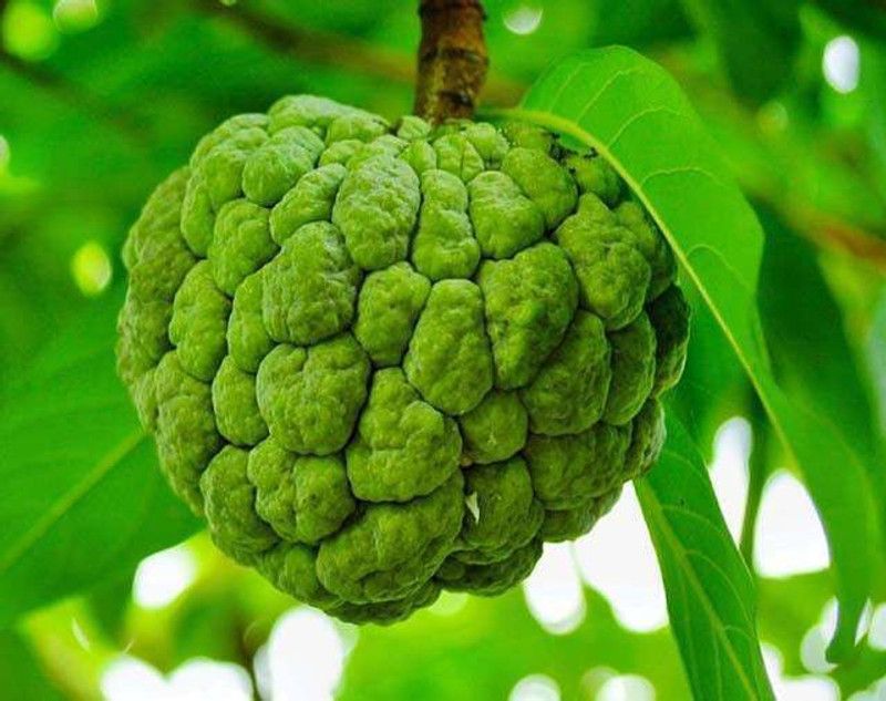 Mozette Custard apple fruit (setaphal) Seed  (27 per packet)