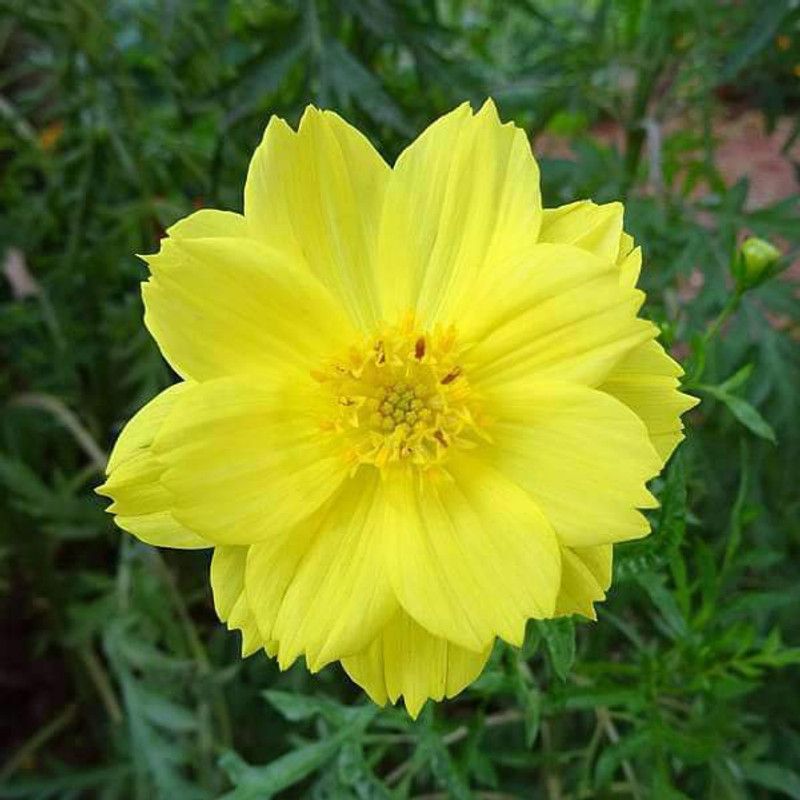 Paudha Cosmos Yellow Seed  (43 per packet)
