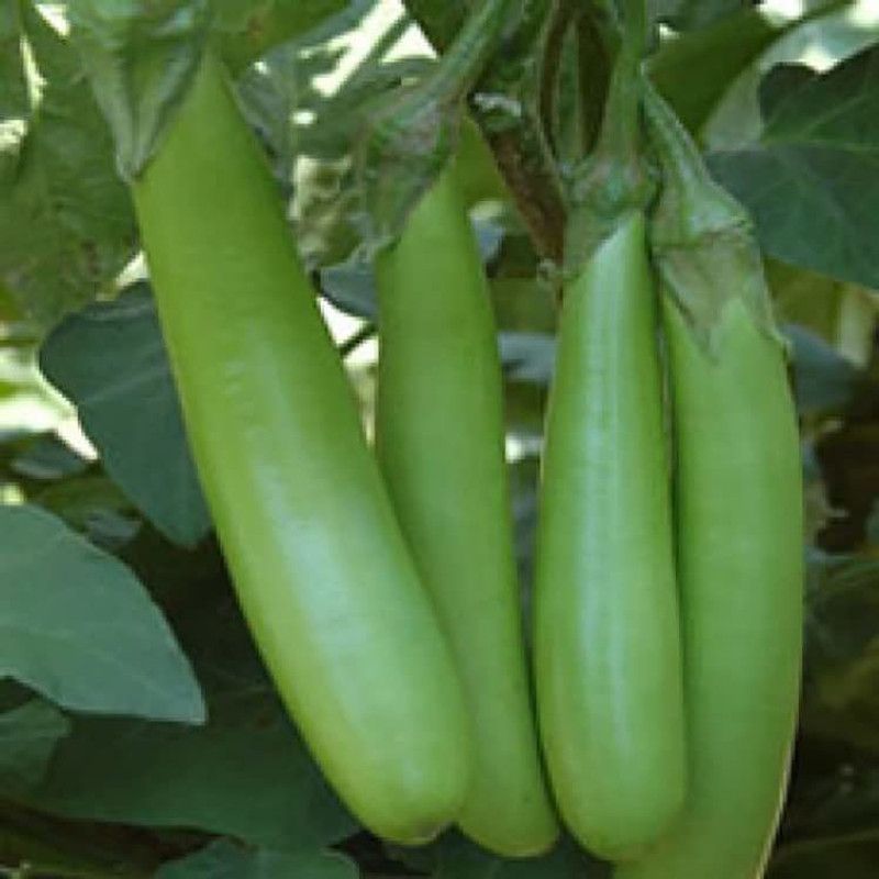 KANAYA Brinjal Green Long Seeds Kitchen Garden Vegetable Seed  (35 per packet)
