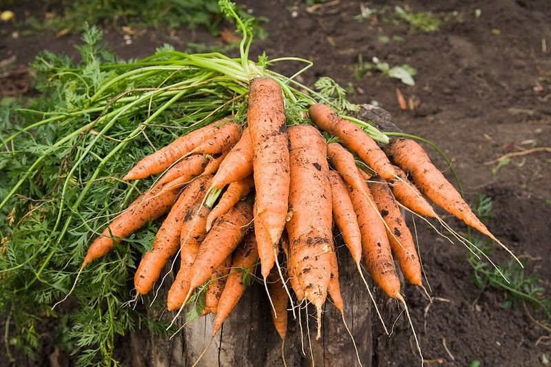 Paudha CARROT Seed  (25 per packet)