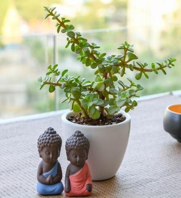Eco Ocean Jade Plant  (Hybrid, Pack of 1)