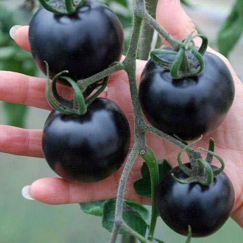 KANAYA Vegetable - Black - Tomato Russian Seed  (400 per packet)