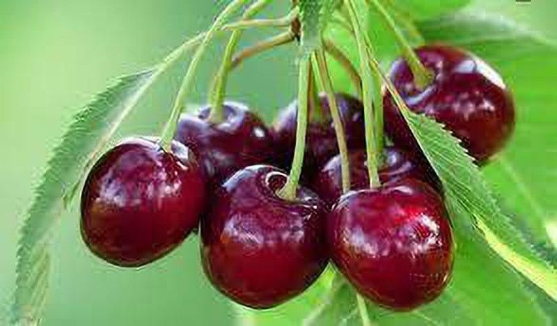 MARINE TREE Cherry Fruit Plant  (Hybrid, Pack of 1)