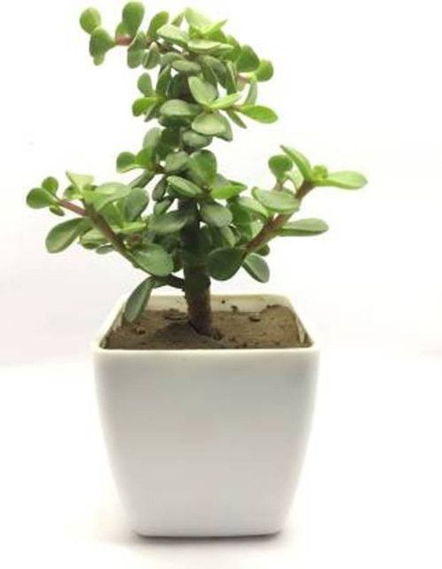 Leafwing Jade Plant  (Pack of 1)