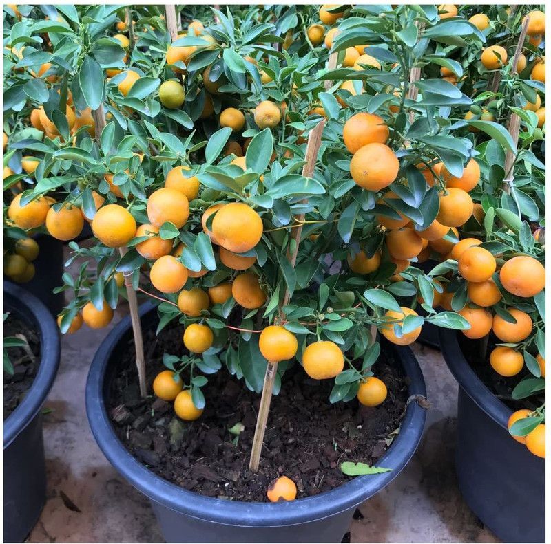 KANAYA Orange Fruit Hybrid Seed  (20 per packet)