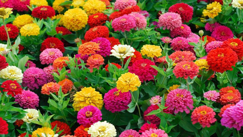 Japura Zinnia Mix Flowers Seed  (60 per packet)