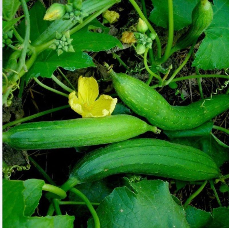UGRA SPONGE GOURD Seed  (120 per packet)