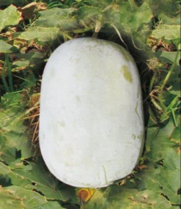 Aywal Ash Gourd Seed  (5 per packet)