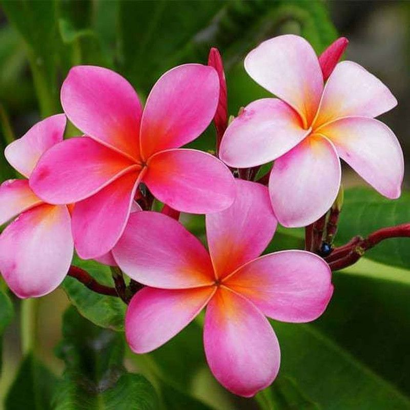 Tajplantshub Jasmine Plant  (Hybrid, Pack of 1)