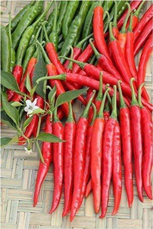 KANAYA Chilli Seeds Hot Jwala Hybrid Vegetable Seed  (1000 per packet)