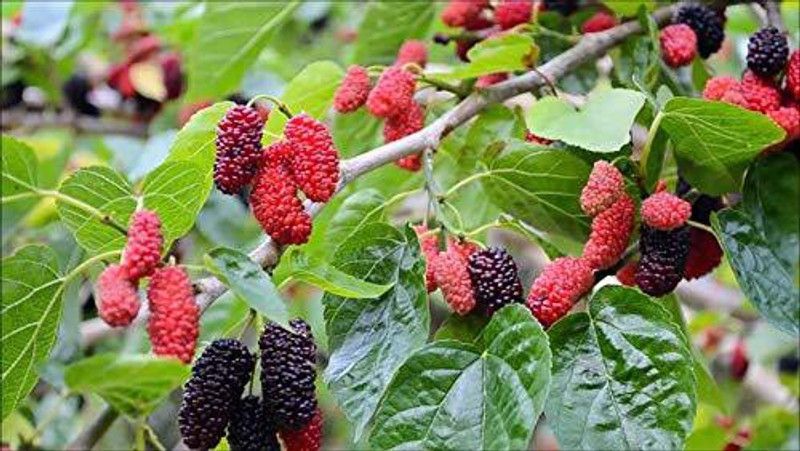 EZtect Shahtoot/Mulberry Plant  (Hybrid, Pack of 1)