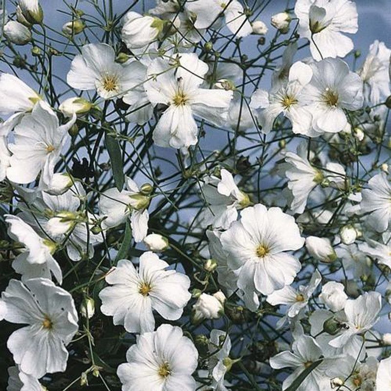 Paudha Gypsophila Seed  (41 per packet)