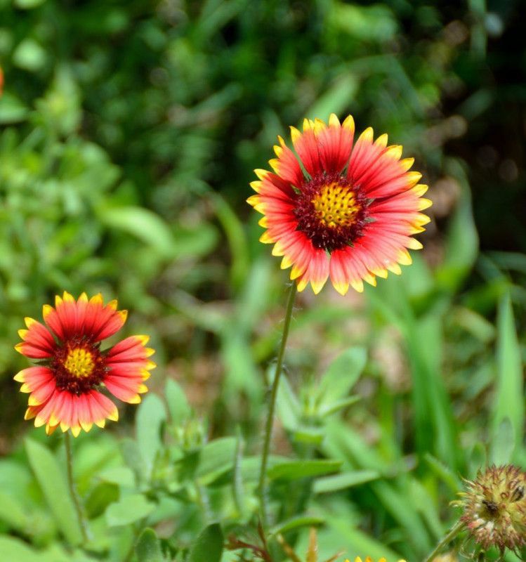 WATIKA GAILLARDIA (BLANKET FLOWERS) Seed  (100 per packet)