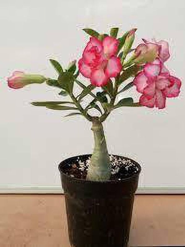 YADRA Adenium Plant  (Hybrid, Pack of 1)
